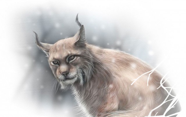 lynx
